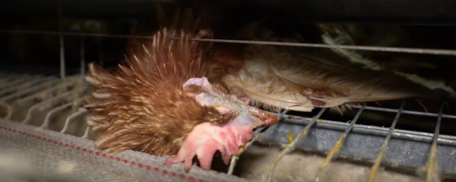 Dead laying hen in a cage